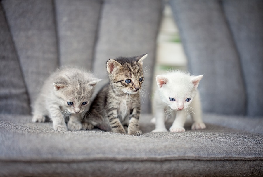 Three shorthair kittens cat